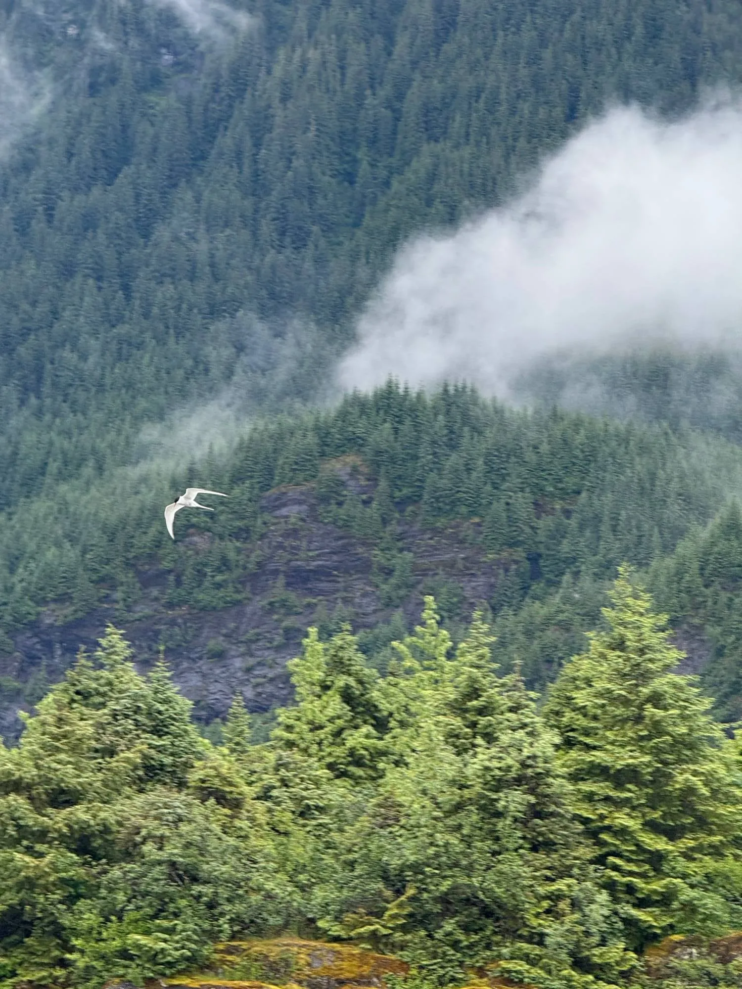 mendenhall glacier, alaska