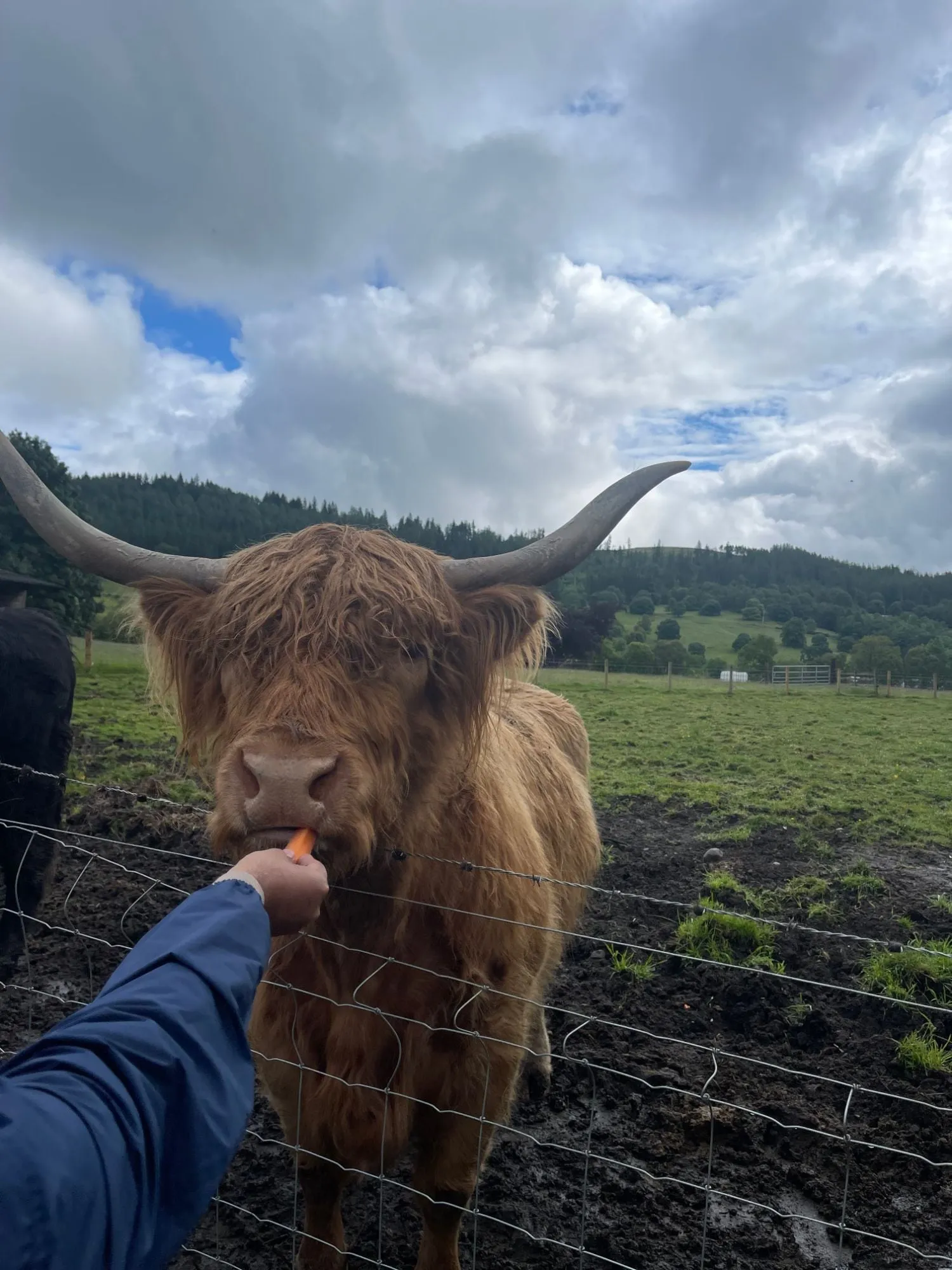 highland cow, scotland
