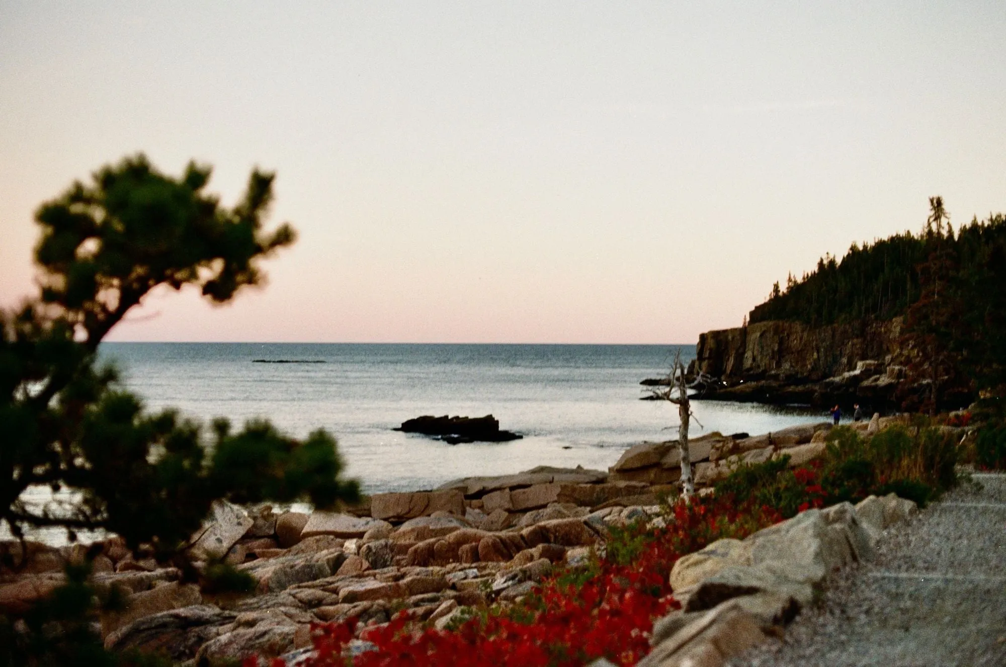 ocean path, acadia